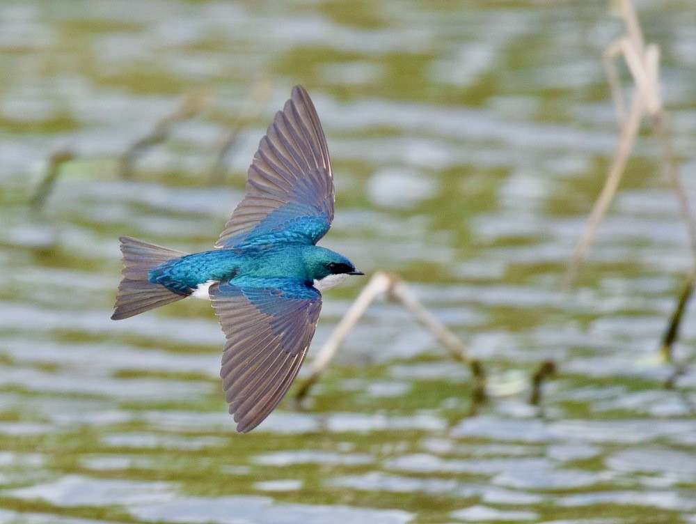 Birding around town on Earth Day 4/22/17 by Andy Reago and Chrissey McClarren is licensed under CC BY 2.0